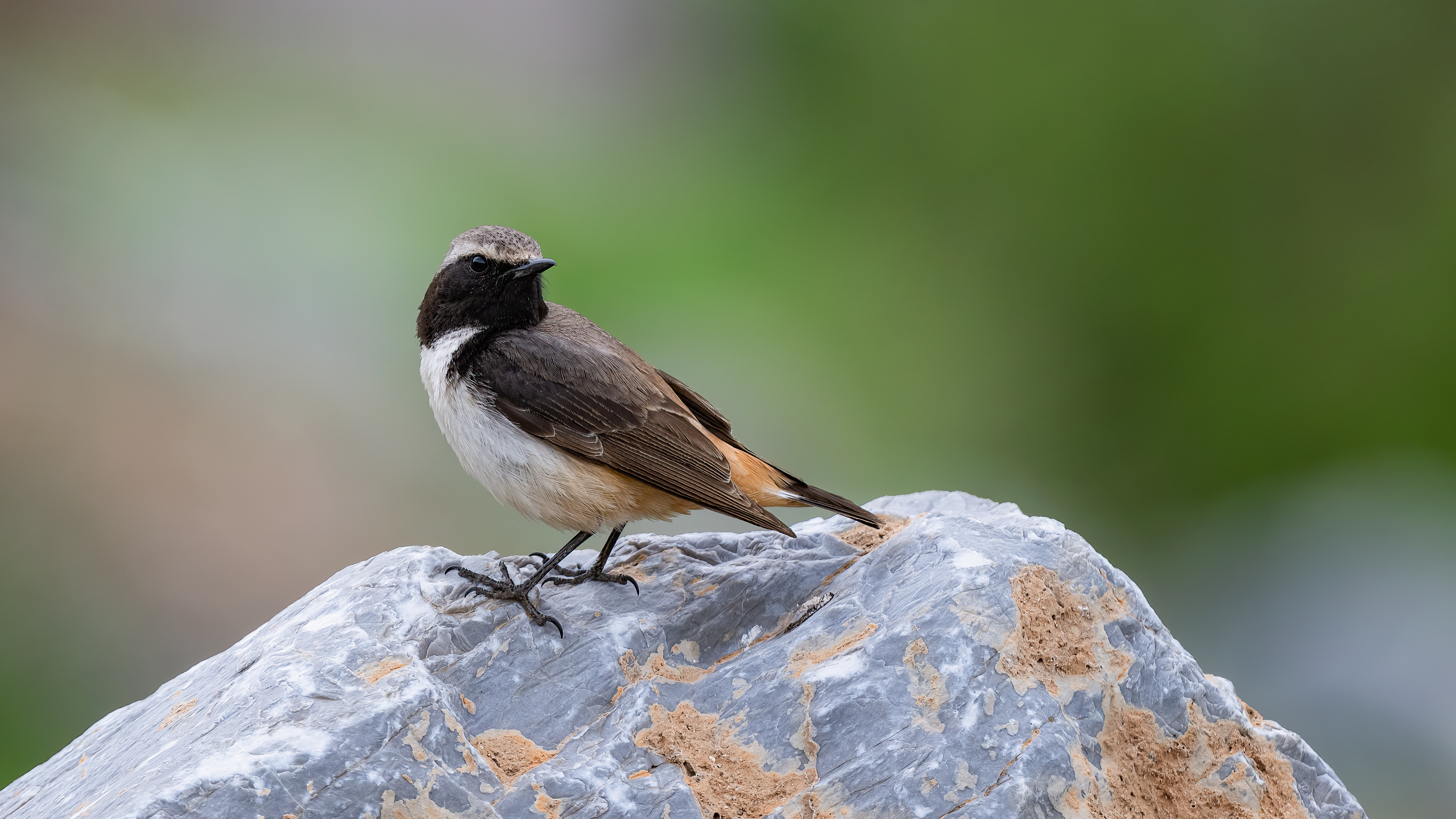 Kurdish Wheatear